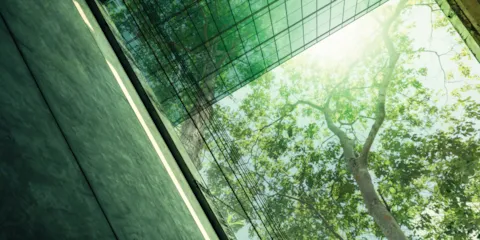 green tree