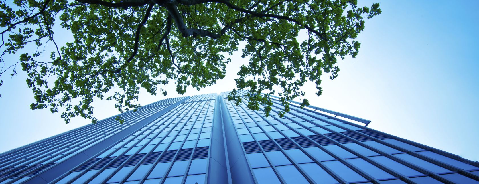 Modern office building and a tree