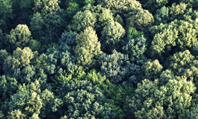 FSC® - Chain of Custody 인증