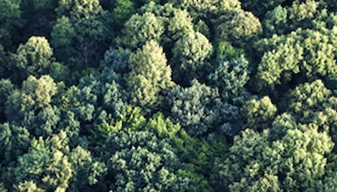 FSC® - Chain of Custody 인증