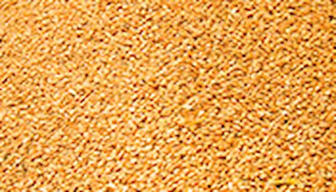 GLOBALG.A.P Compound Feed Manufacturing 복합 사료 제조