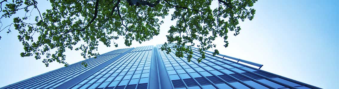 Skyscraper and green leaves seen from below