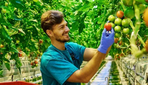 Man checking tomatoes